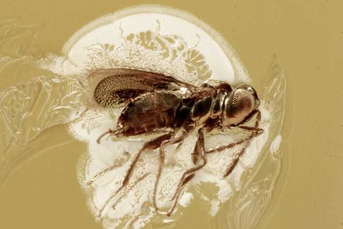 Fossil Wasp (Aphelinidae) & Midge (Chironomidae) in Baltic Amber #307226